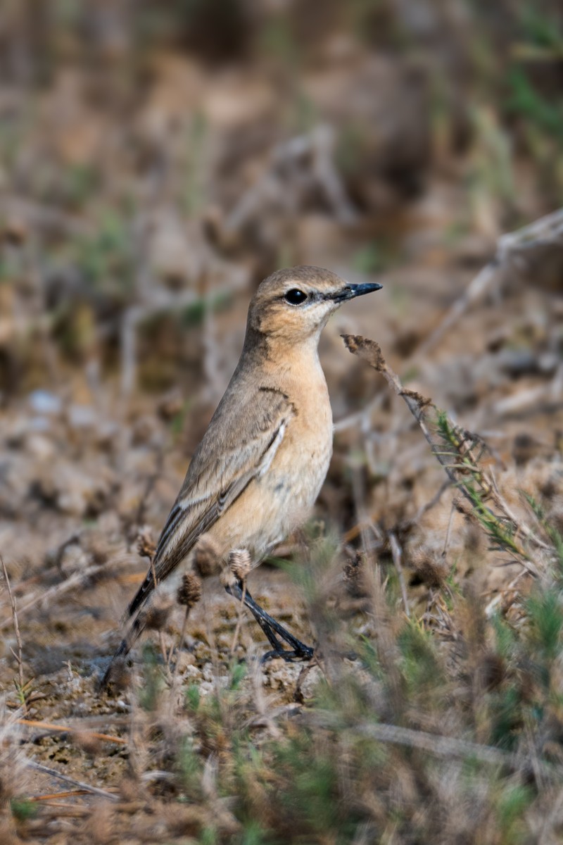 Isabelline Wheatear - ML646393261
