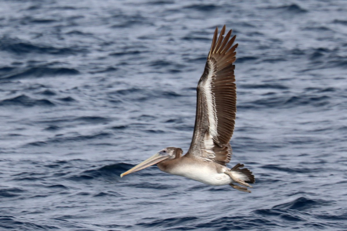 Brown Pelican - ML646393266