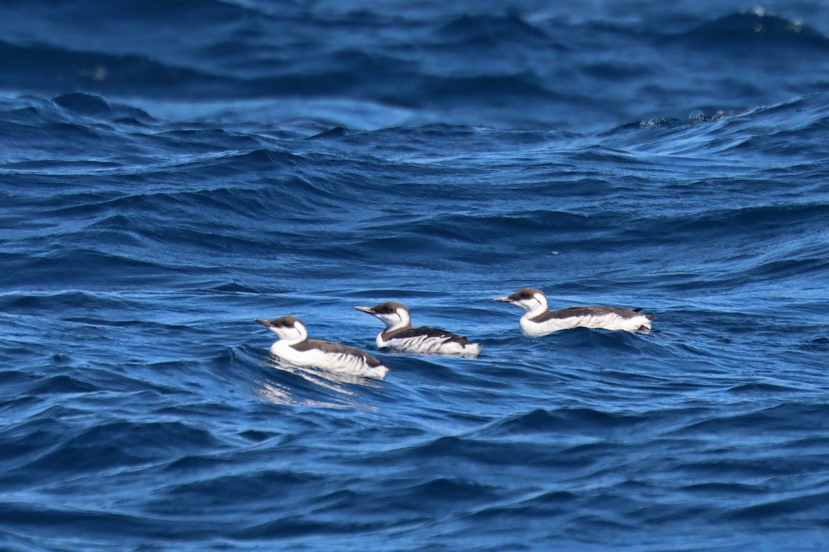 Common Murre - ML646393270