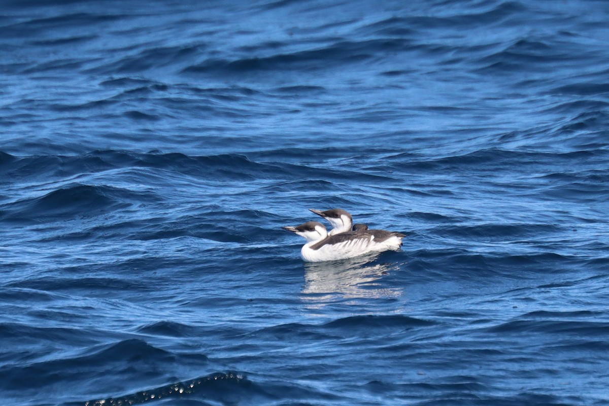 Common Murre - ML646393271