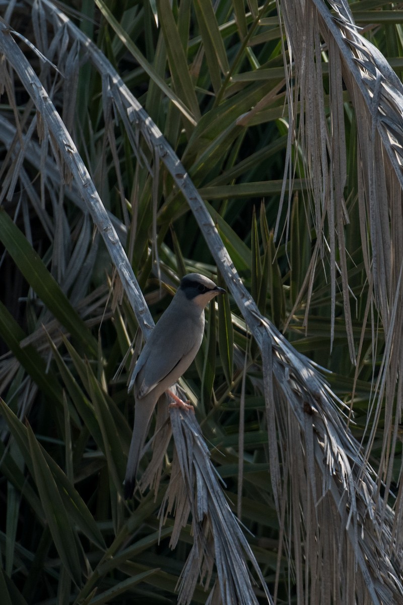 Hypocolius - ML646393278