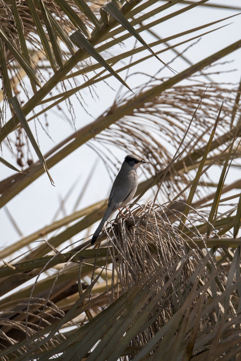 Hypocolius - ML646393279