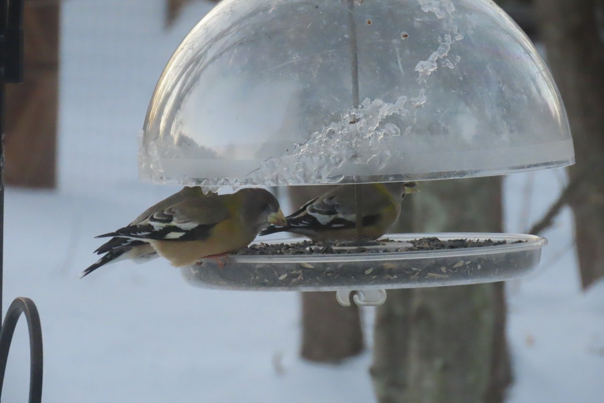 Abendkernbeißer - ML646393280