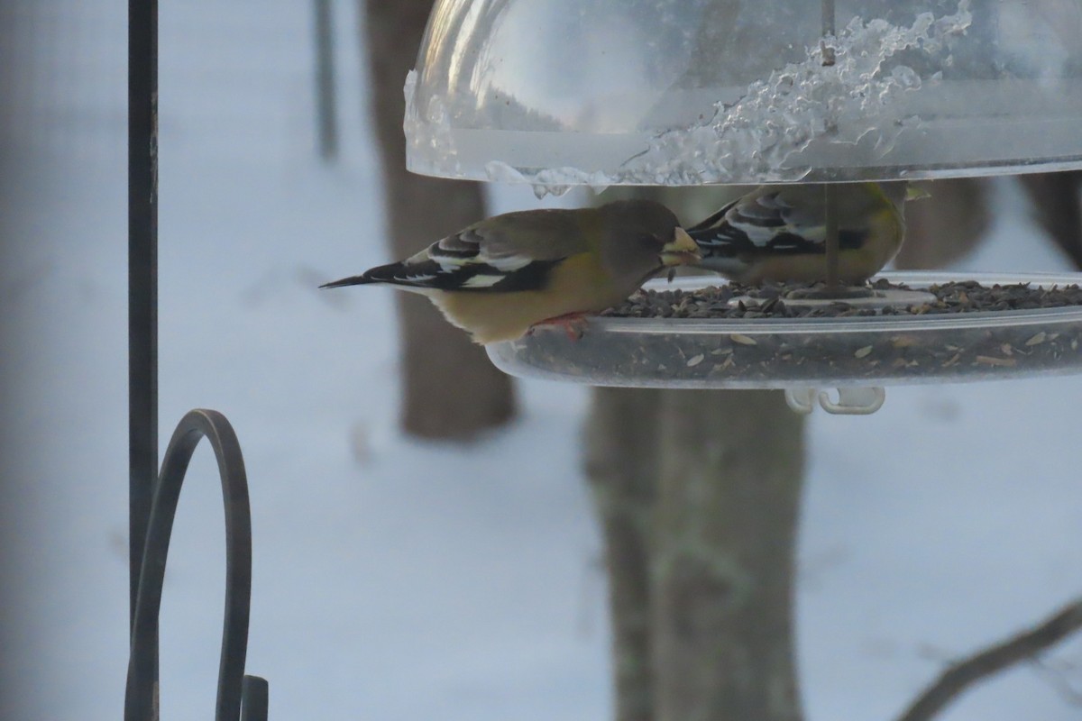 Abendkernbeißer - ML646393281