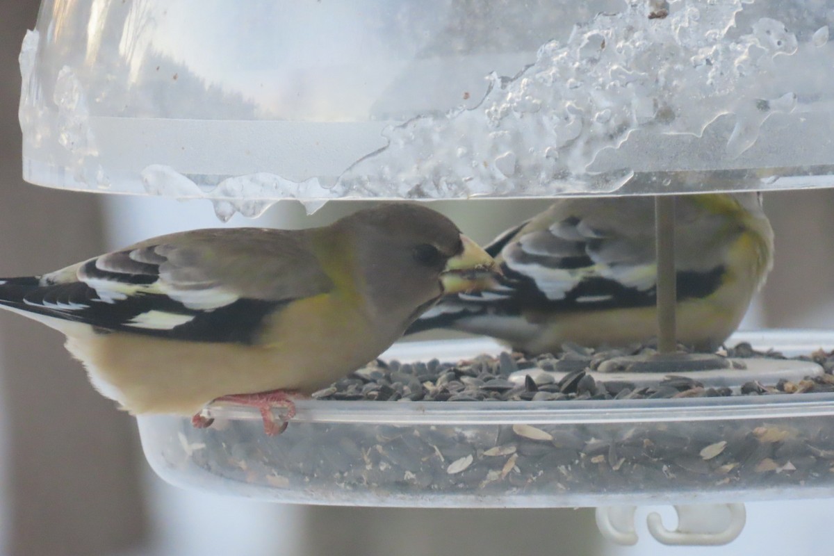 Abendkernbeißer - ML646393282