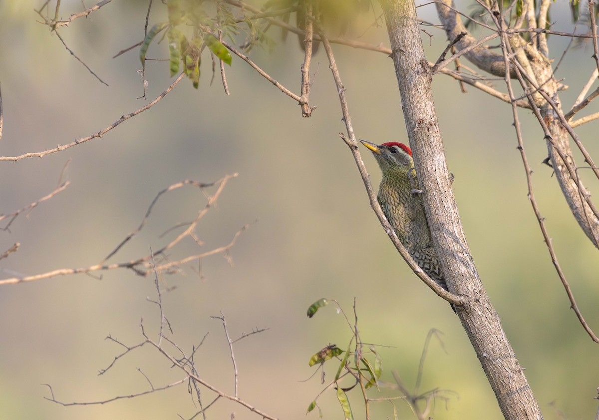 Streak-throated Woodpecker - ML646393284