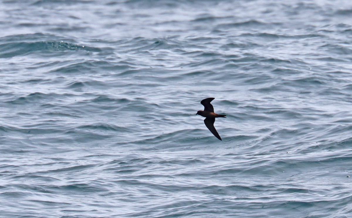 Black Storm-Petrel - ML646393286