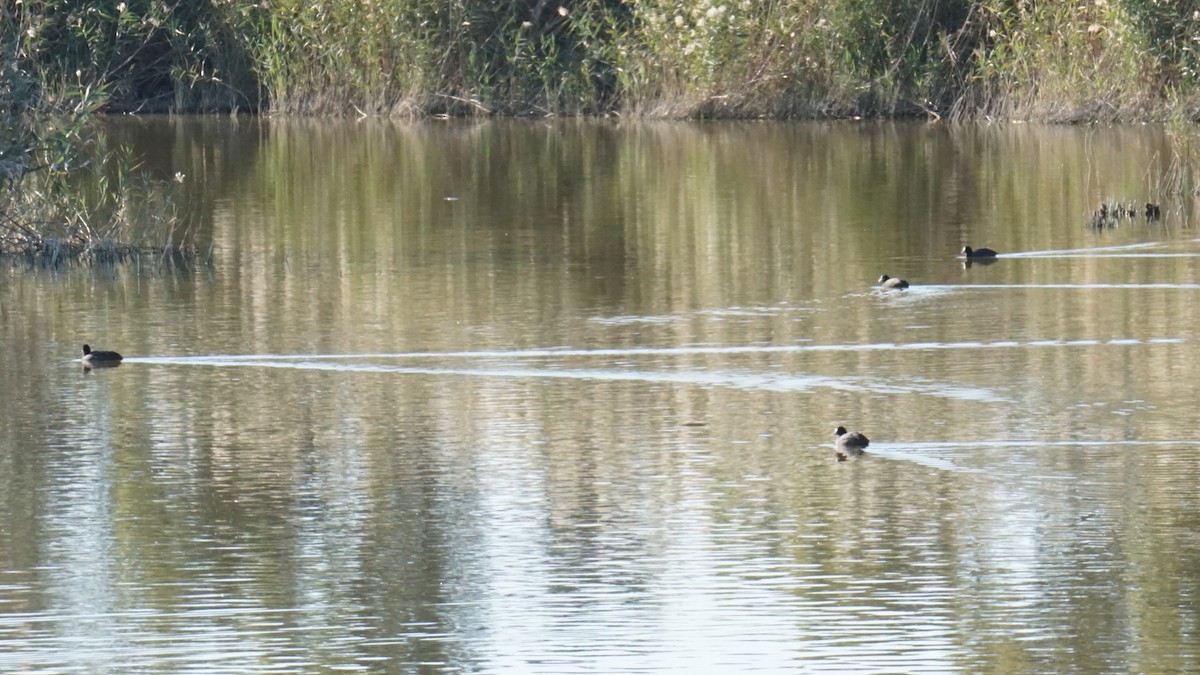 Eurasian Coot - ML646393292