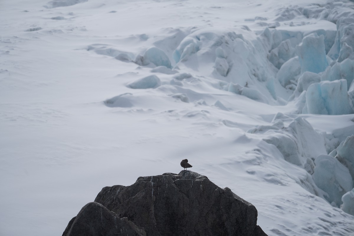 Brown Skua - ML646393294