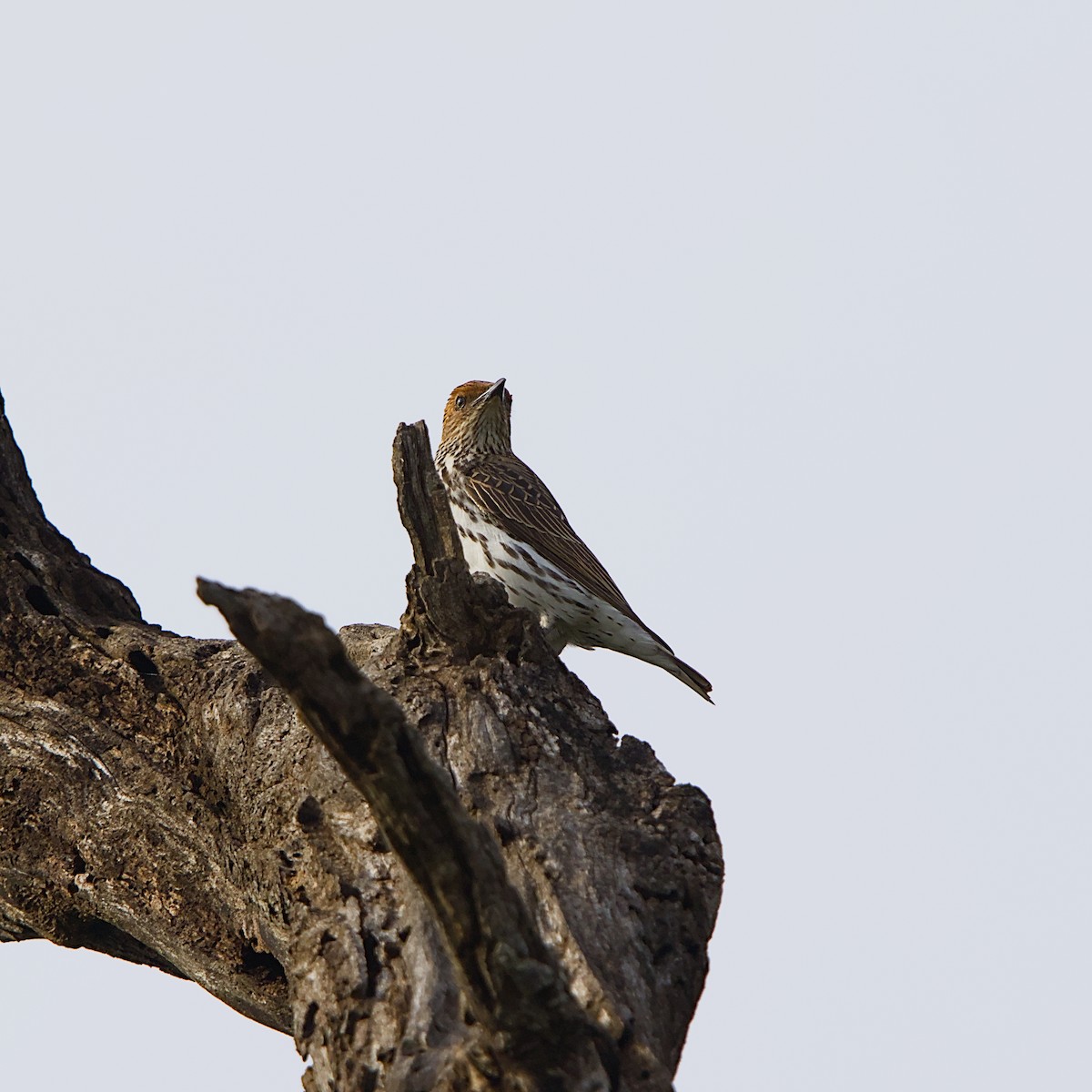 Violet-backed Starling - ML646393296