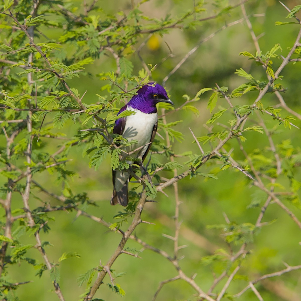 Violet-backed Starling - ML646393297
