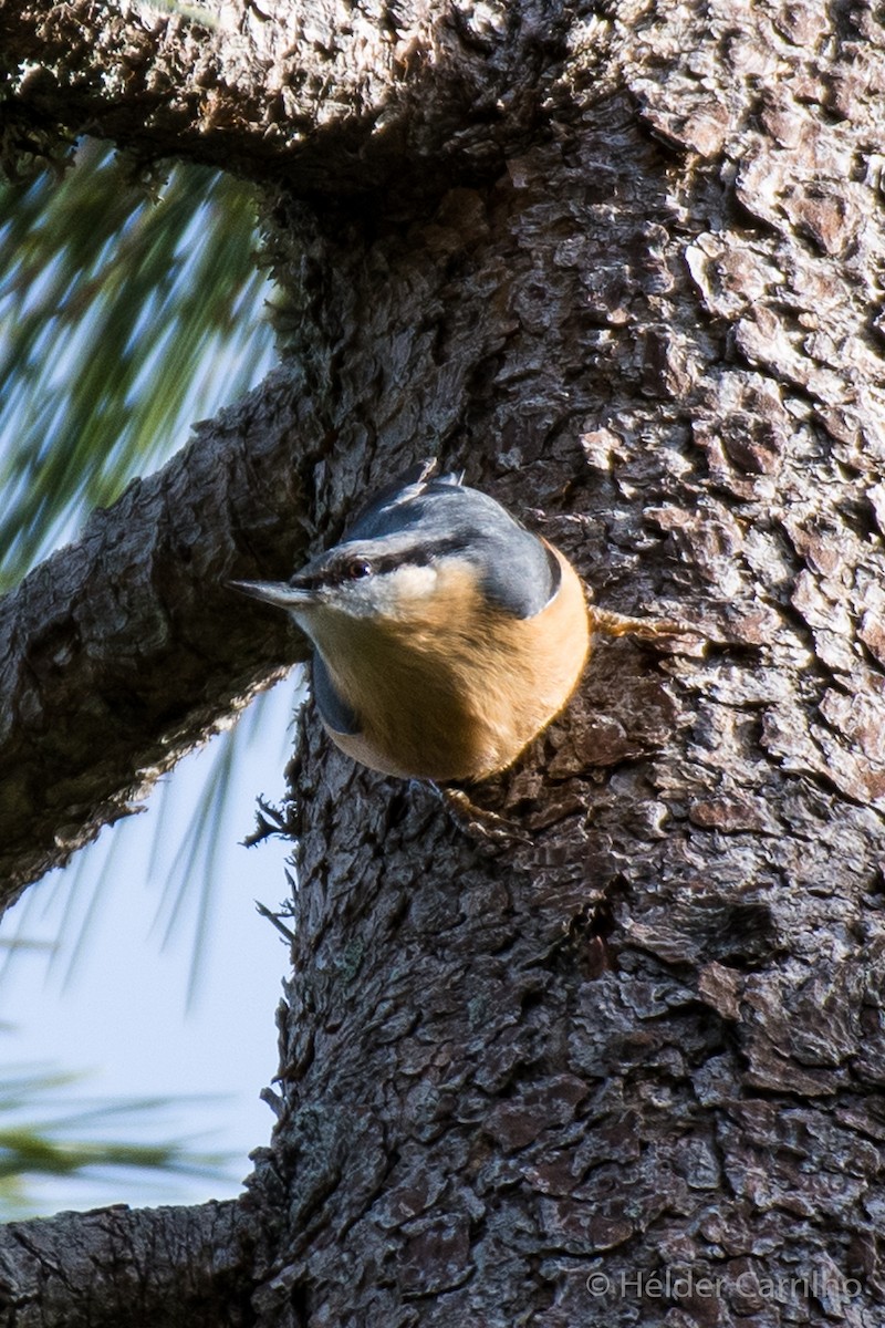 Eurasian Nuthatch - ML646393302