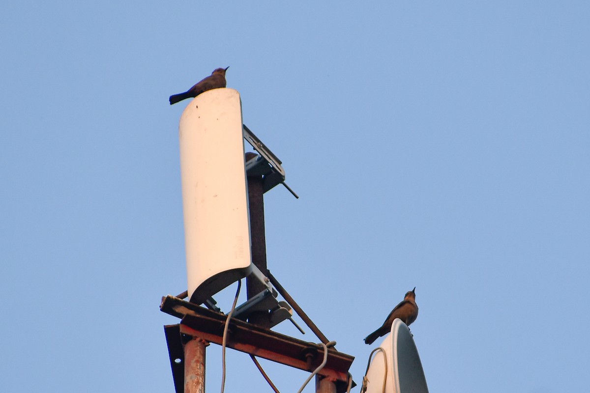 Brown Rock Chat - ML646393303