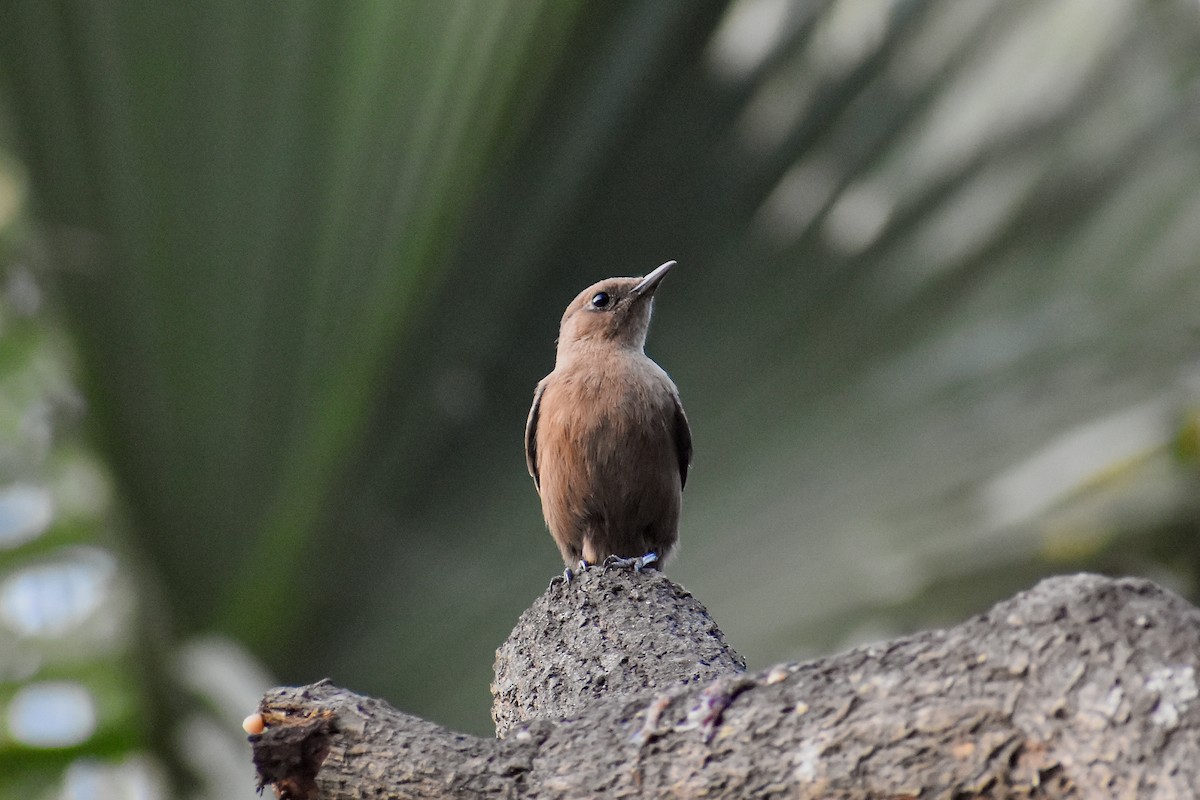 Brown Rock Chat - ML646393304