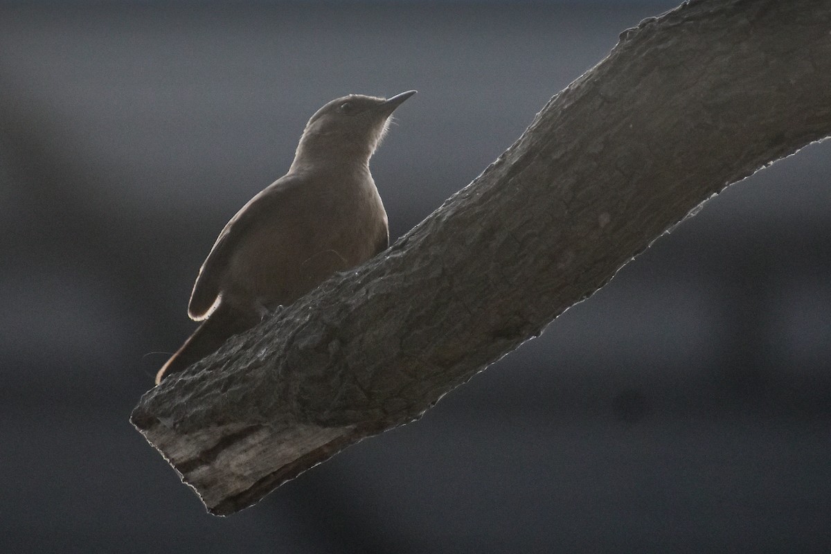 Brown Rock Chat - ML646393305