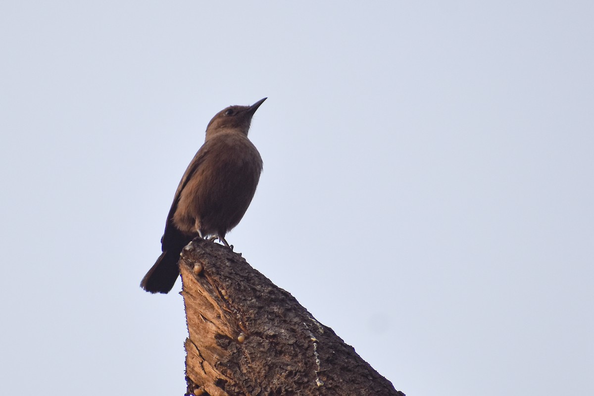 Brown Rock Chat - ML646393306
