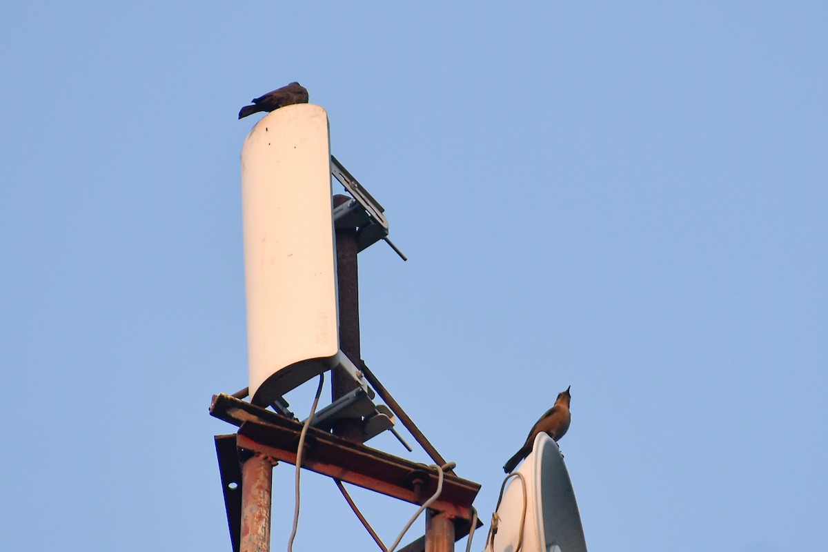 Brown Rock Chat - ML646393307