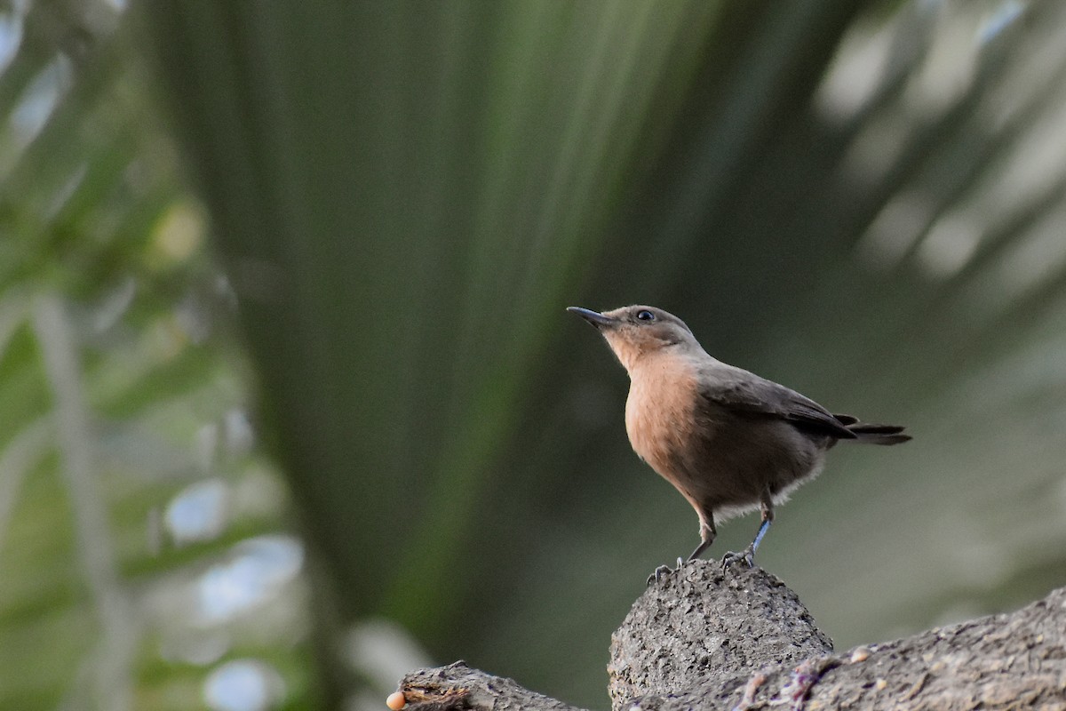 Brown Rock Chat - ML646393308