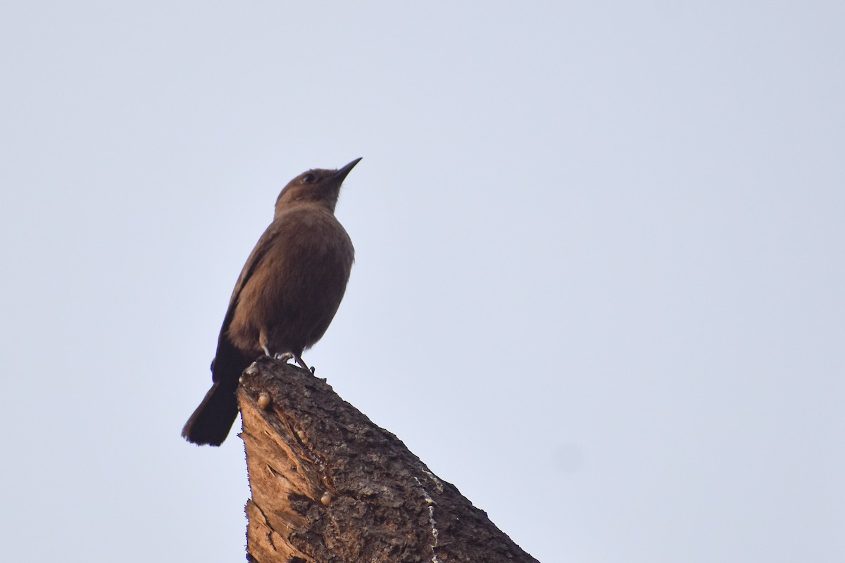 Brown Rock Chat - ML646393309