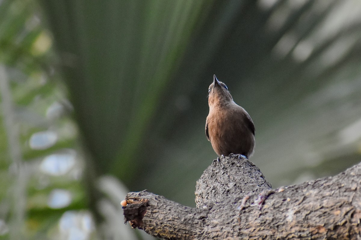 Brown Rock Chat - ML646393310