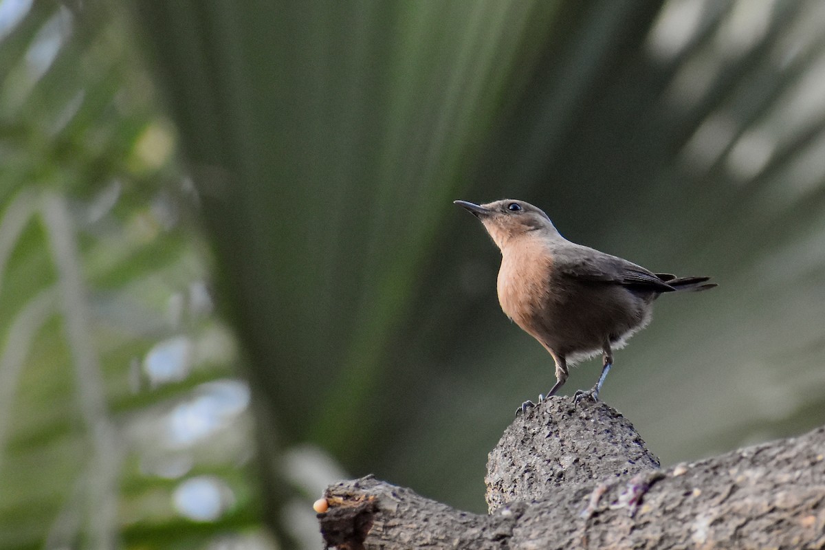 Brown Rock Chat - ML646393311