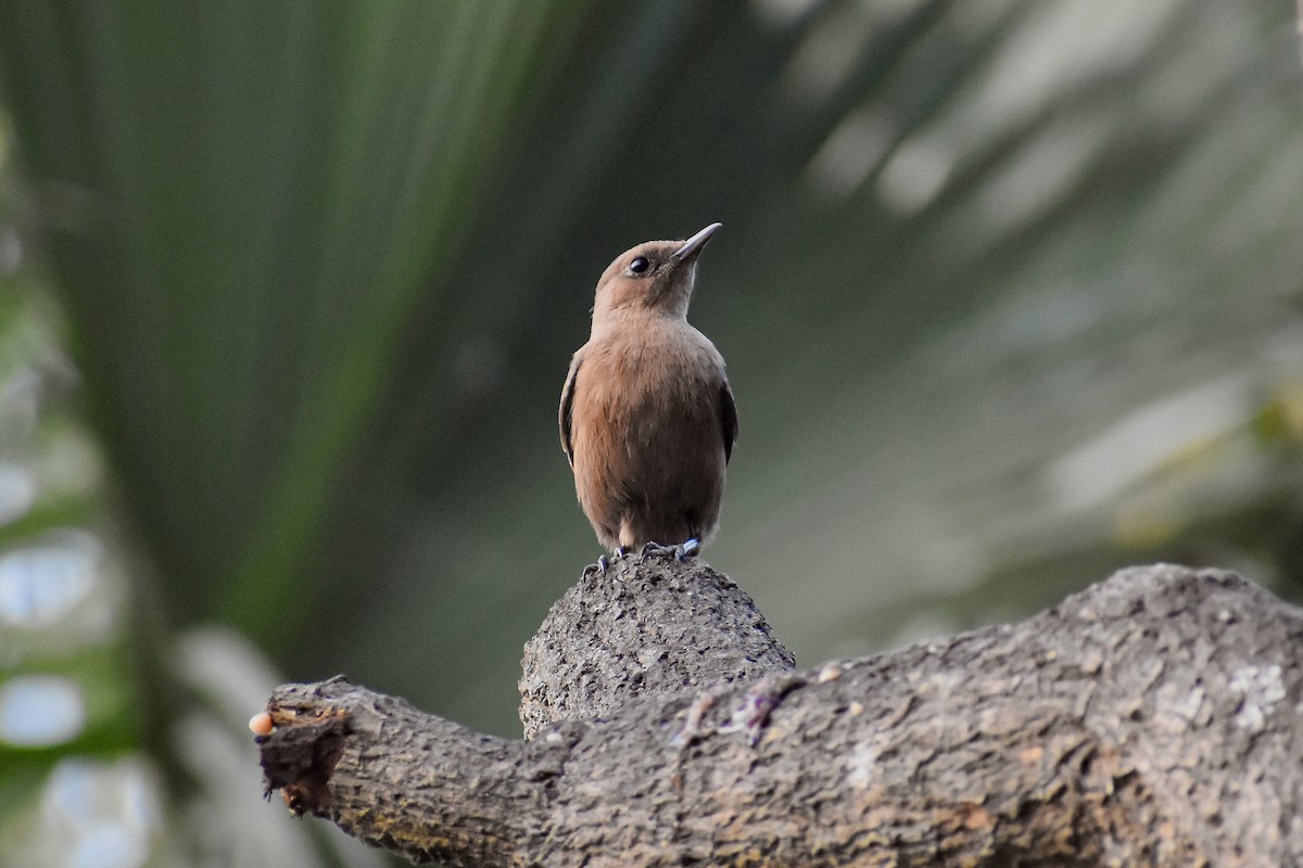 Brown Rock Chat - ML646393312