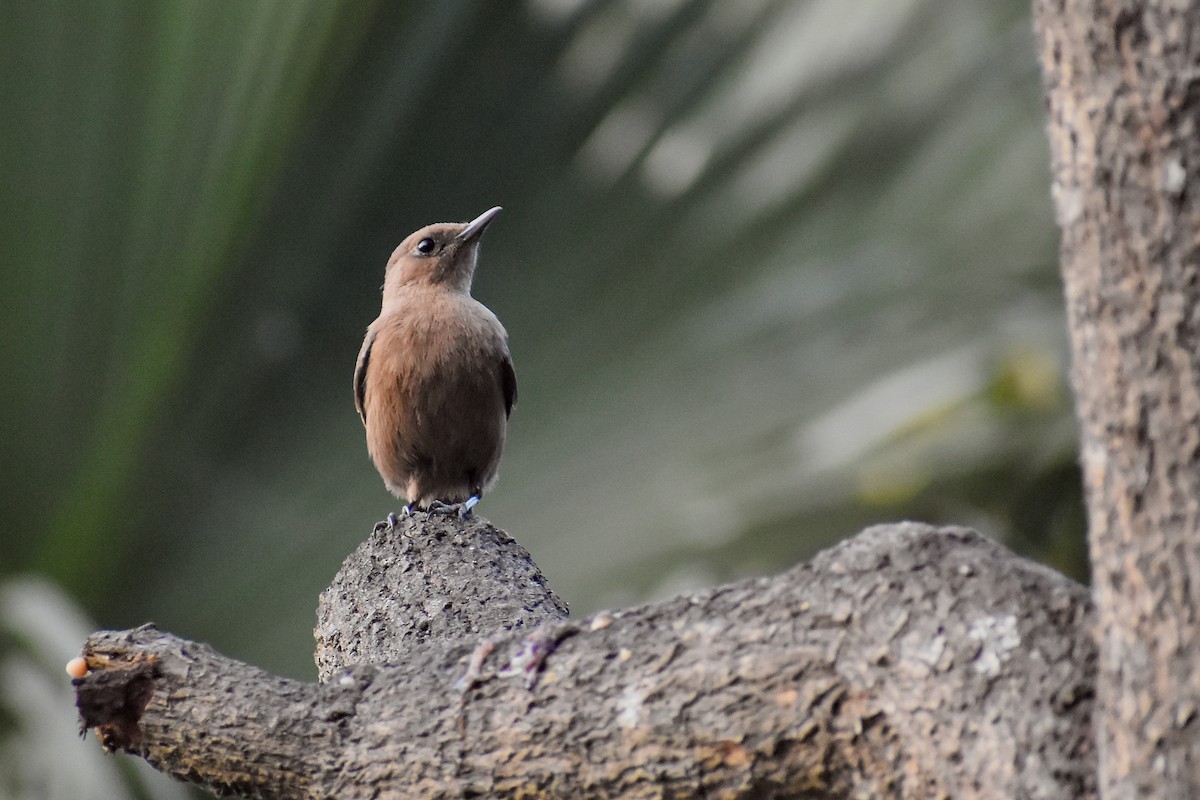 Brown Rock Chat - ML646393313