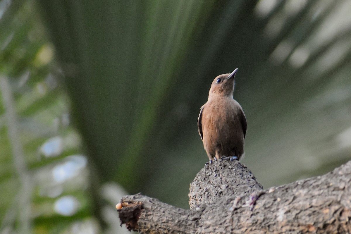 Brown Rock Chat - ML646393314
