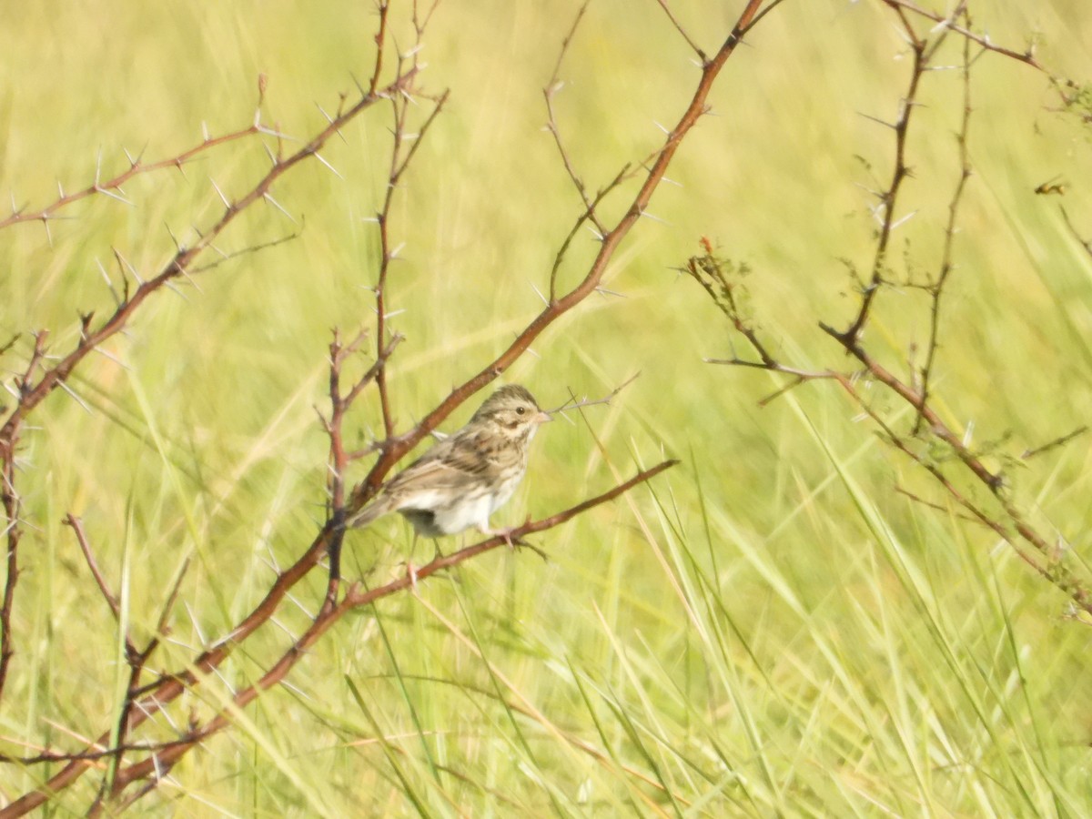 Savannah Sparrow - ML646393319