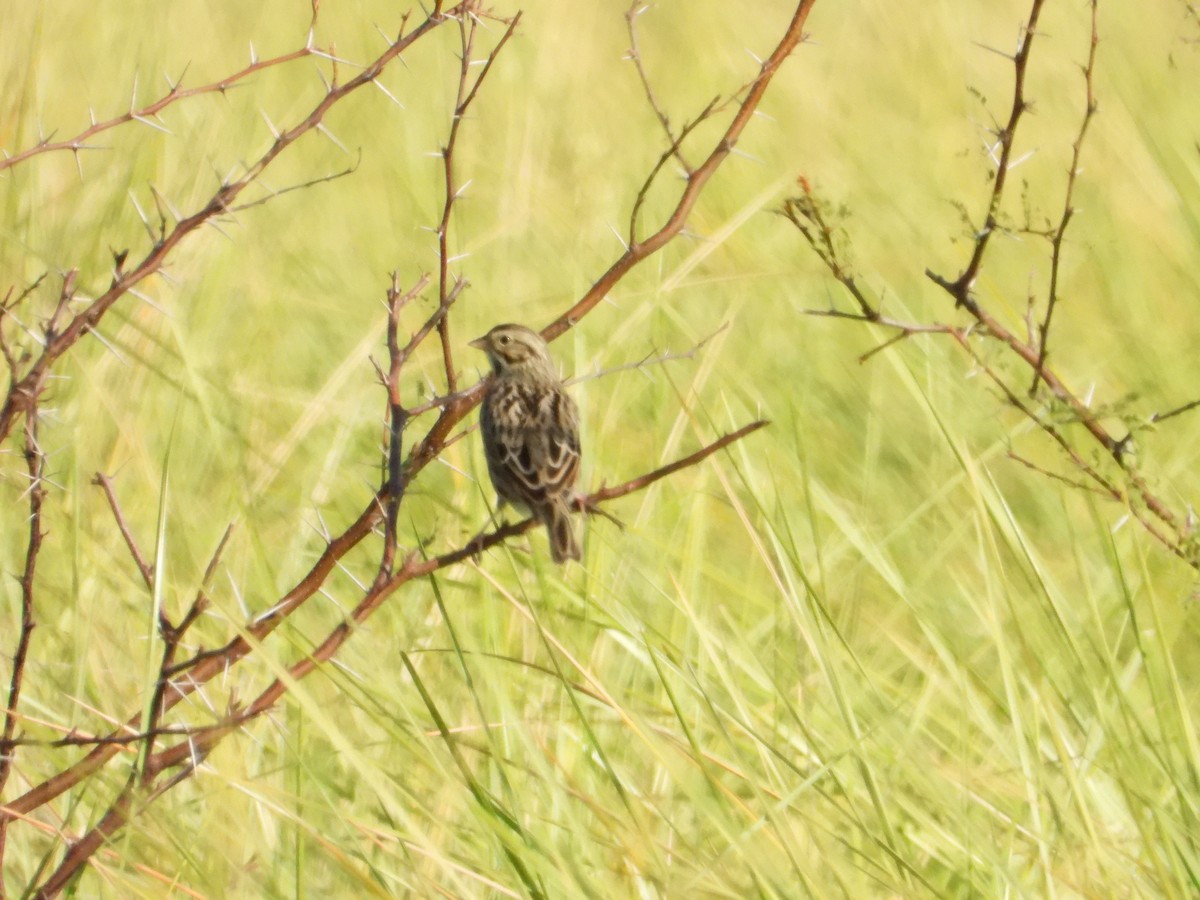 Savannah Sparrow - ML646393320