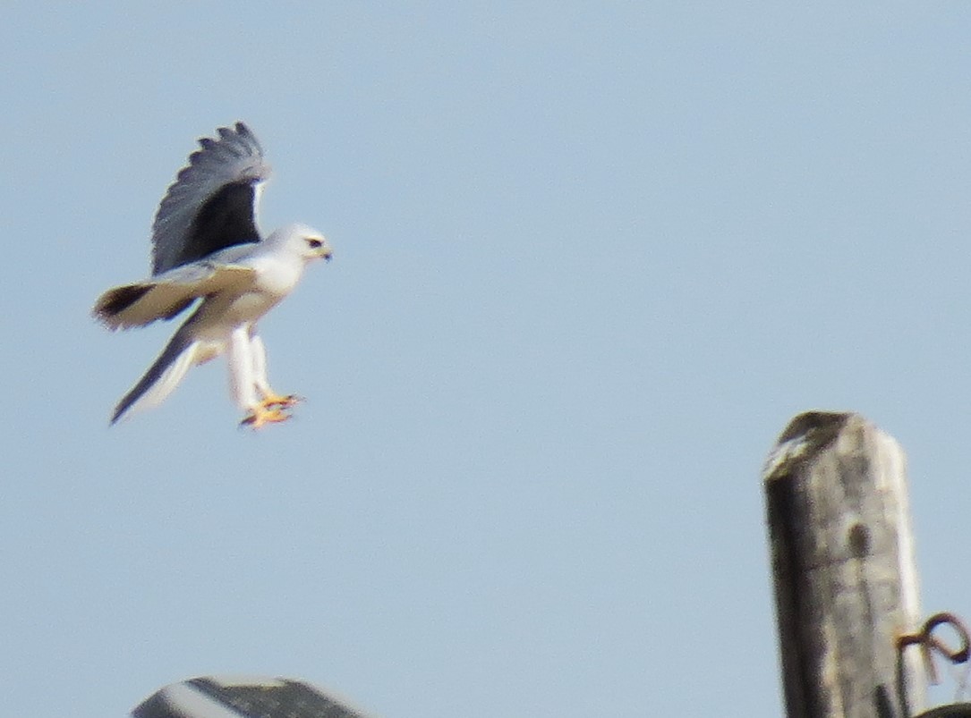 Black-winged Kite - ML646393324