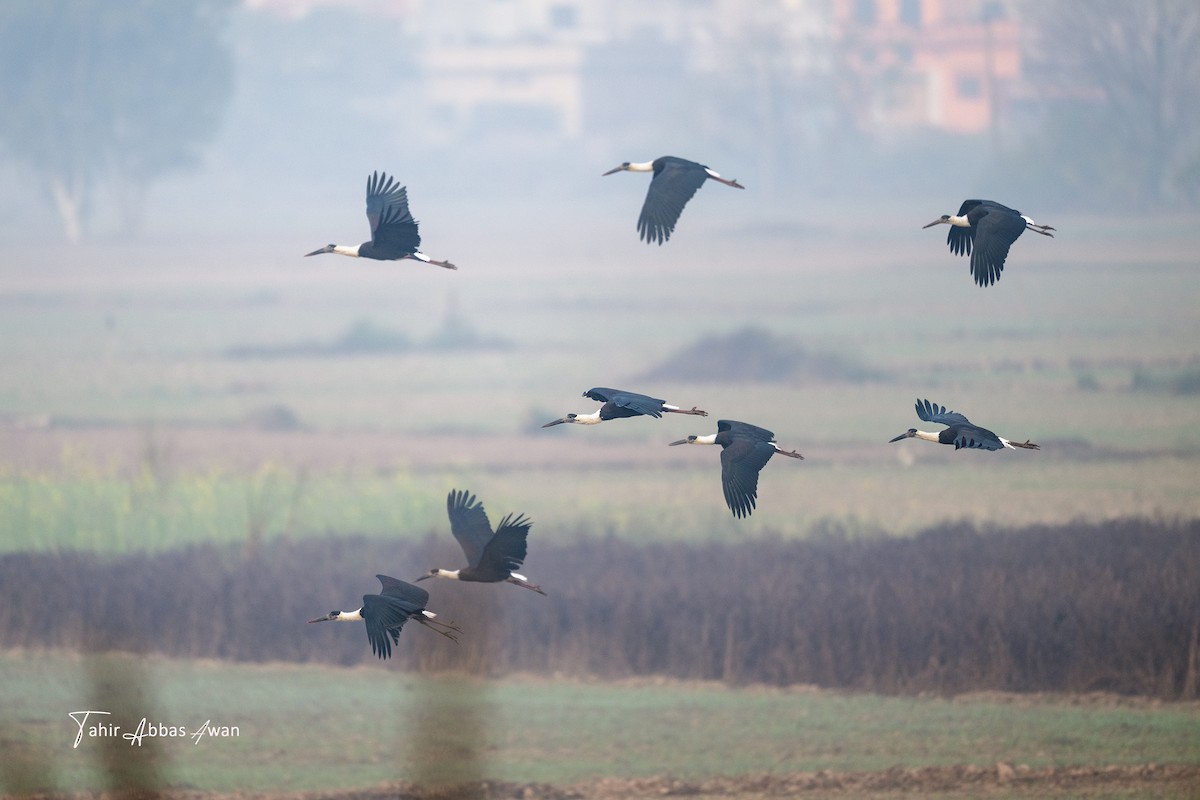 Asian Woolly-necked Stork - ML646393328
