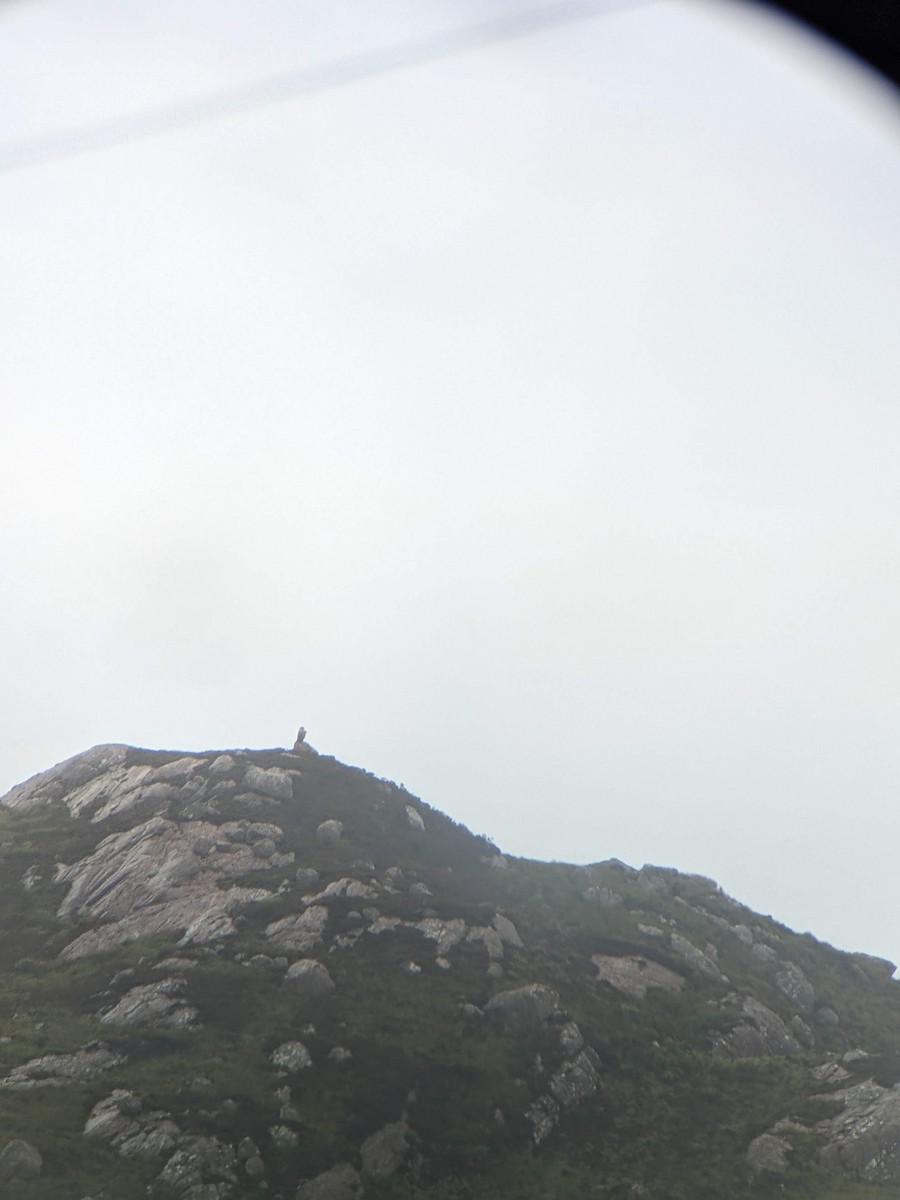 White-tailed Eagle - ML646393330