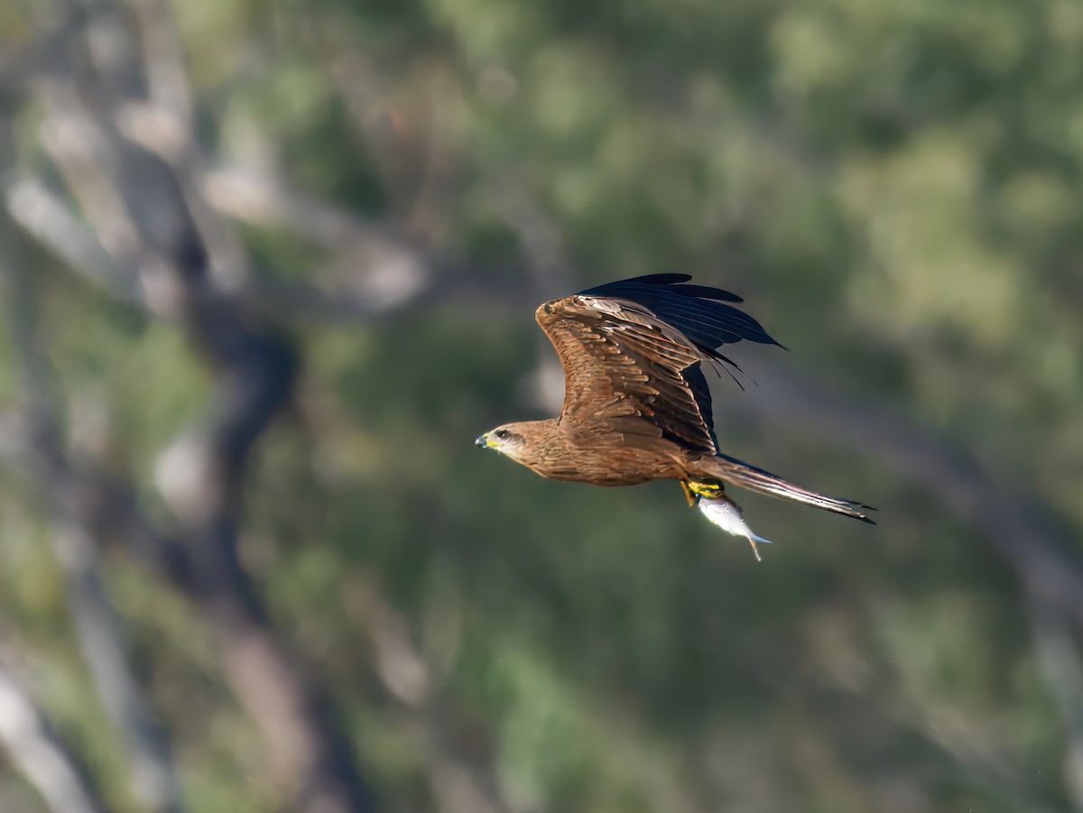 Black Kite - ML646393334
