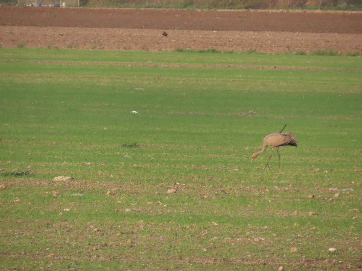 Common Crane - ML646393340