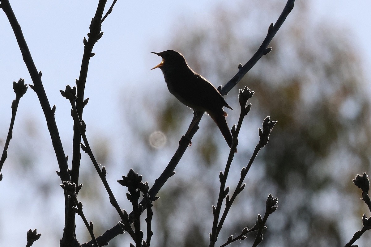 Usignolo - ML646393343