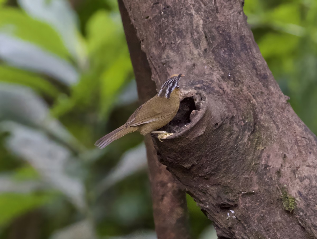 Gray-throated Babbler - ML646393344