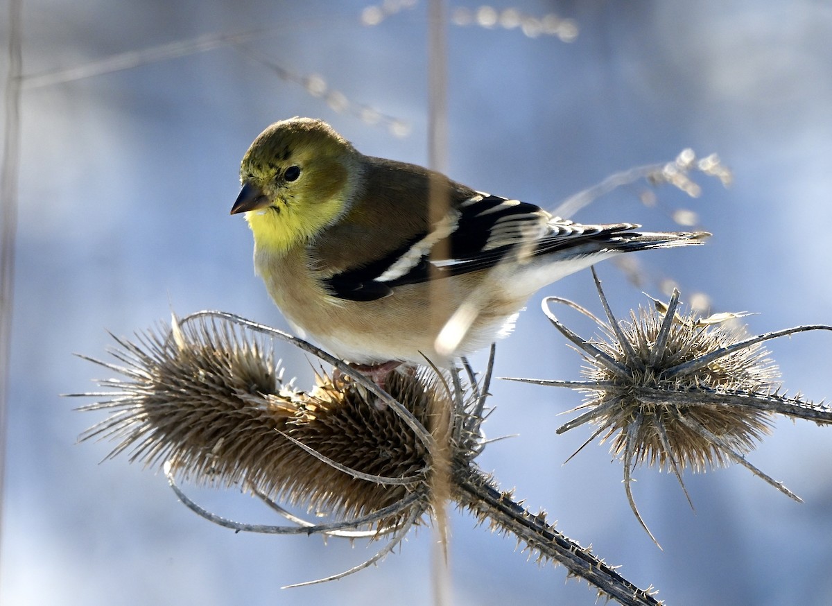 American Goldfinch - ML646393346