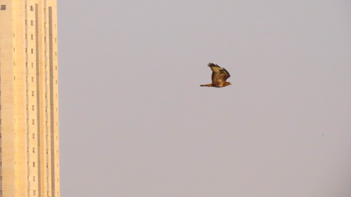 Common Buzzard (Western) - ML646393347