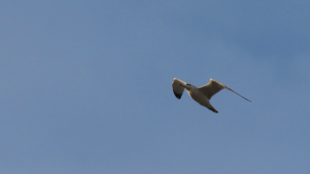 Pallas's Gull - ML646393348