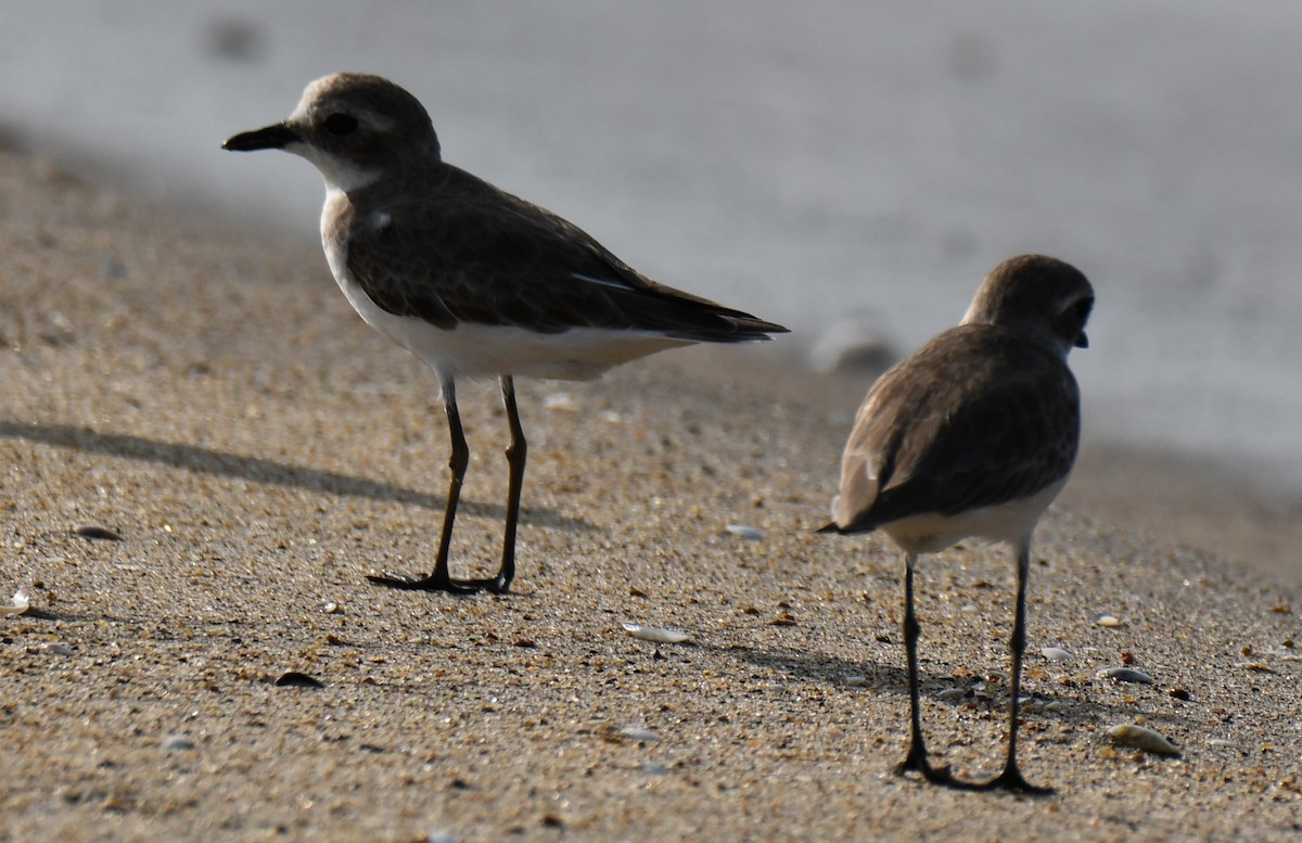 חופמי טיבטי - ML646393349