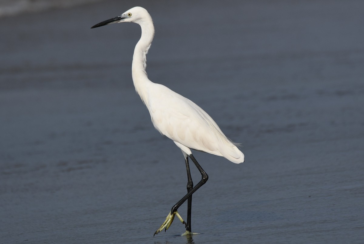 לבנית קטנה - ML646393353