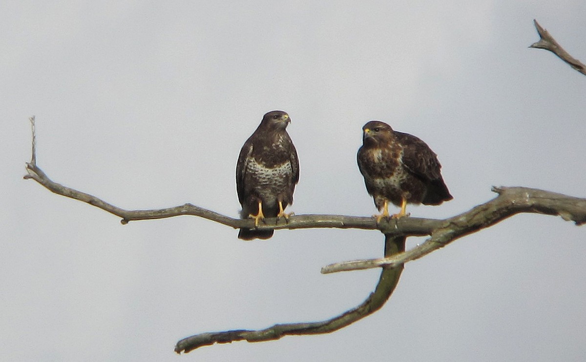 עקב חורף - ML646393354