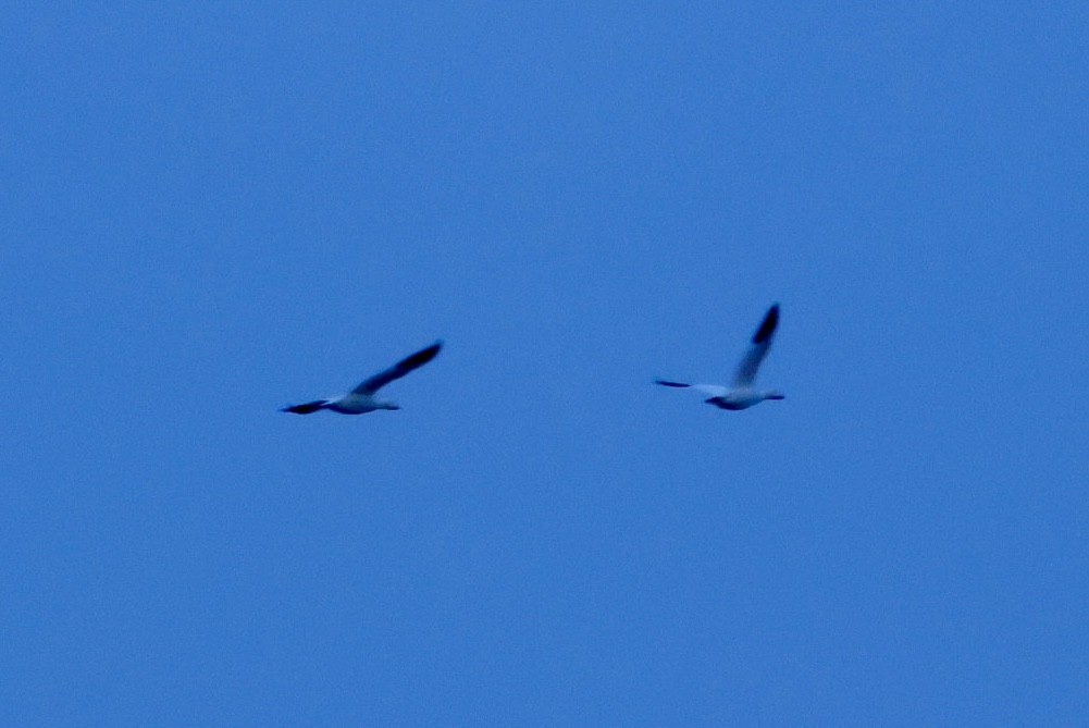 Ross's Goose - ML646393357