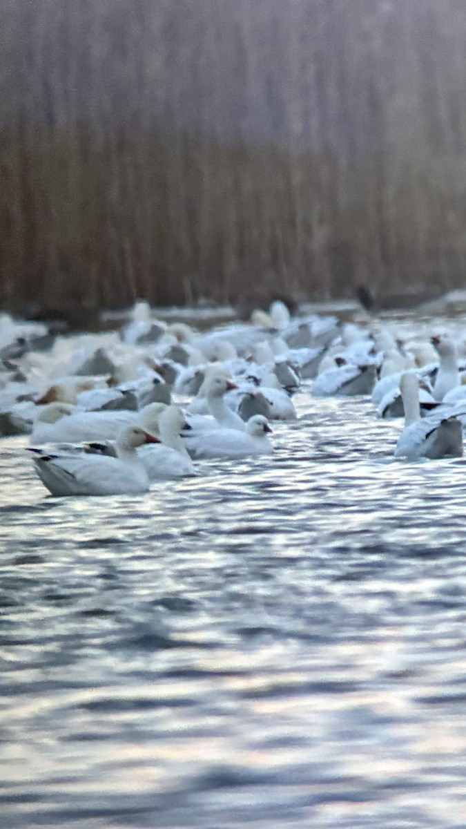 Ross's Goose - ML646393358