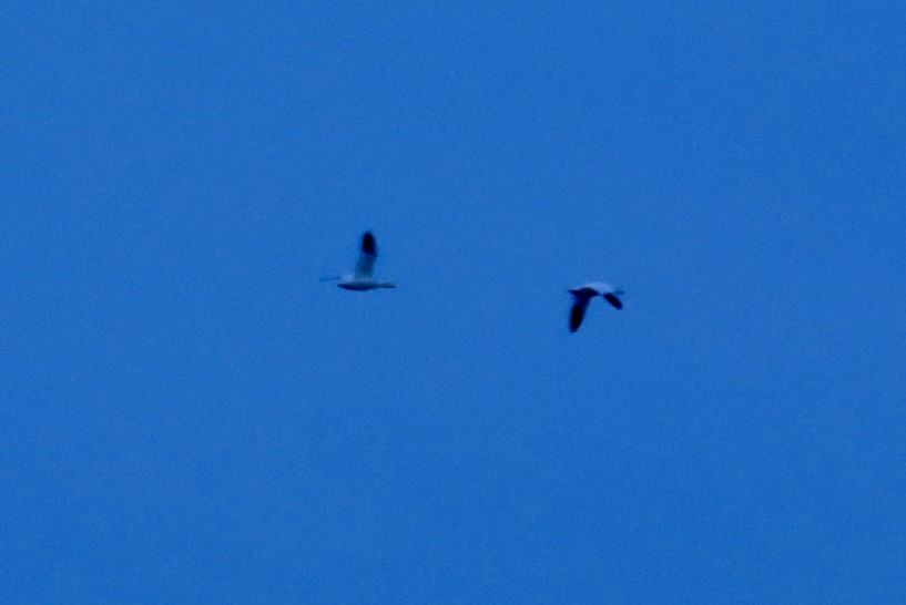 Ross's Goose - ML646393359