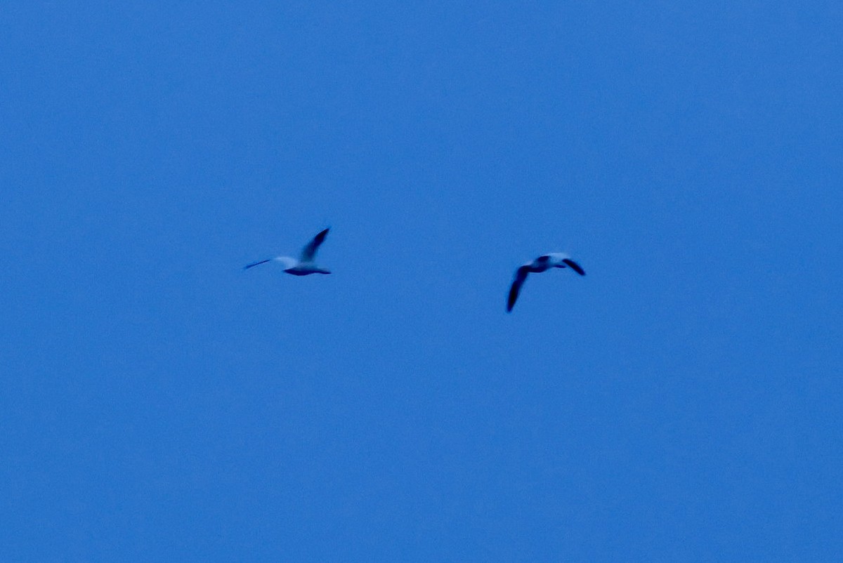 Ross's Goose - ML646393360