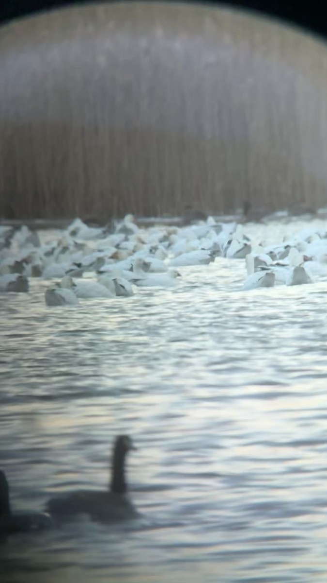 Ross's Goose - ML646393361