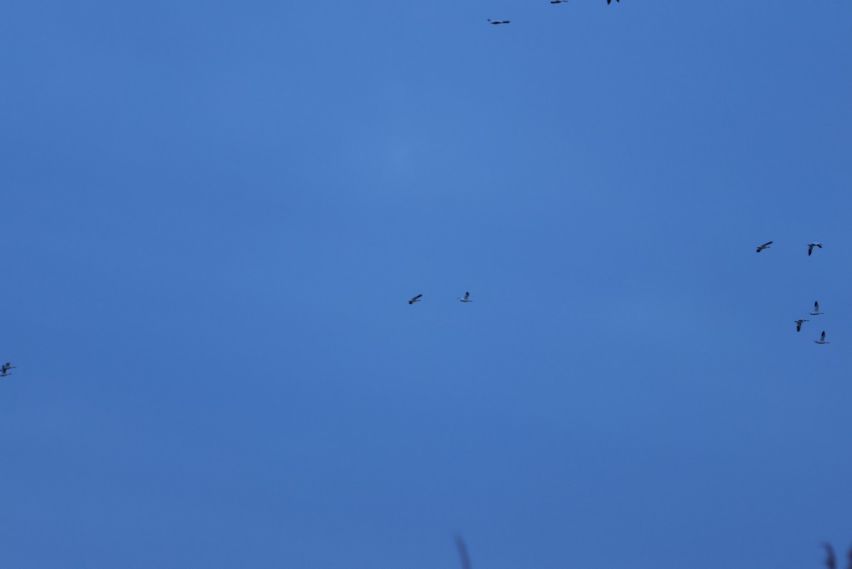 Ross's Goose - ML646393362