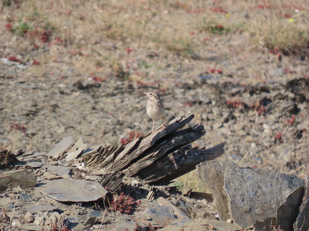 פפיון צהוב - ML646393363